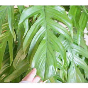 マングーカズラ 観葉植物 10号 バナナリーフ...の詳細画像3