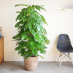 マングーカズラ 観葉植物 10号 バナナリーフ...の詳細画像4