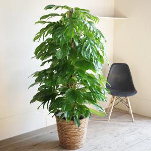 マングーカズラ 観葉植物 10号 バナナリーフ...の詳細画像5