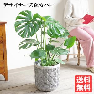 モンステラ 中型 白鉢 モンステラ 観葉植物 ホワイトセラアート鉢 送料無料 中型 大型