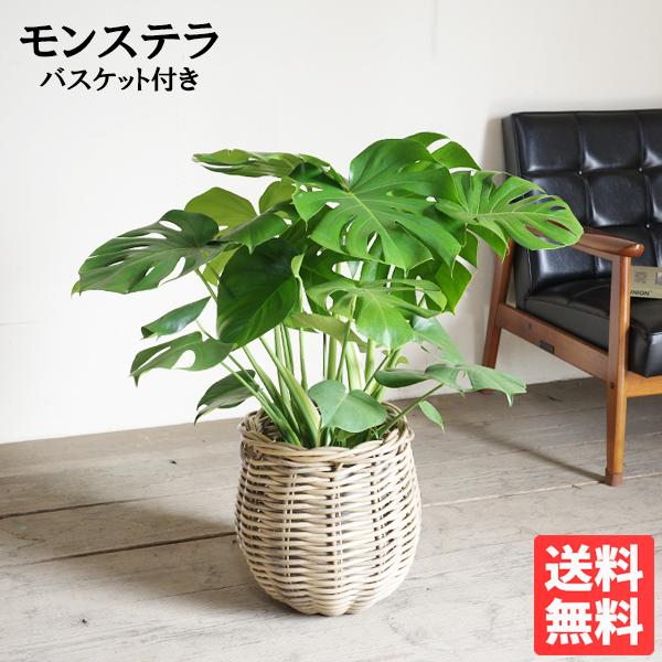 モンステラ 観葉植物 ラタン調バスケット付き 送料無料 大型