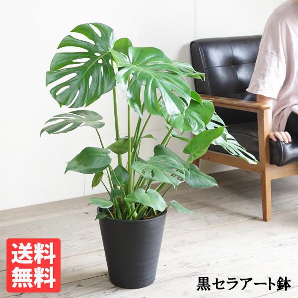 モンステラ 観葉植物 ブラックセラアート鉢 送料無料 中型 ８号 大型