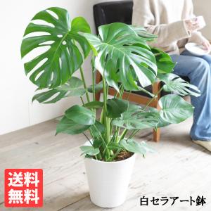 モンステラ 観葉植物 ファイバーセメント鉢カバー付 ブルーブラック