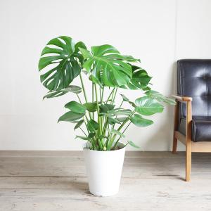 モンステラ 観葉植物 ホワイトセラアート鉢 送...の詳細画像3