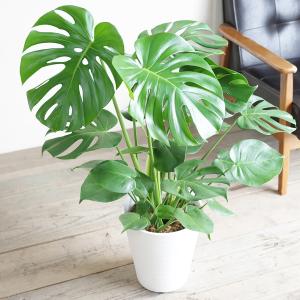 モンステラ 観葉植物 ホワイトセラアート鉢 送...の詳細画像4