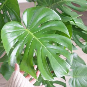 モンステラ 観葉植物 ホワイトセラアート鉢 送...の詳細画像5