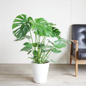 モンステラ 観葉植物 ホワイトセラアート鉢 送...の詳細画像1