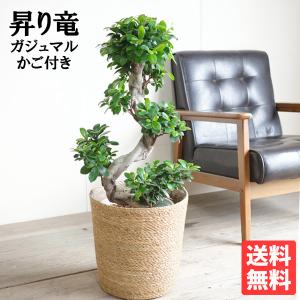ガジュマル 昇り龍樹形 幸せを呼ぶ多幸の木 やわ...の商品画像