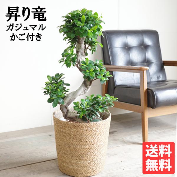 ガジュマル 昇り龍樹形 幸せを呼ぶ多幸の木 やわらかいかご付き 観葉植物 お祝いや自宅用 送料無料 ...