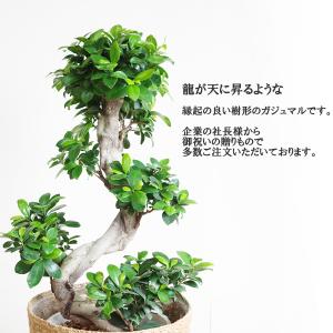 ガジュマル 昇り龍樹形 幸せを呼ぶ多幸の木 や...の詳細画像4