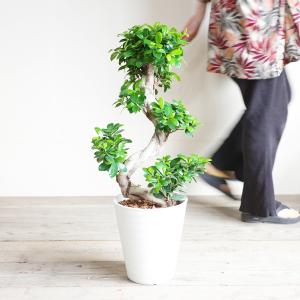 ガジュマル 昇り龍樹形 幸せを呼ぶ多幸の木 白...の詳細画像1