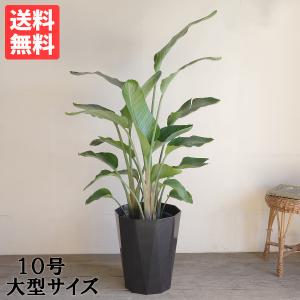 フィカス ウンベラータ 観葉植物 10号 大型 ゴムの木 ウランベータ