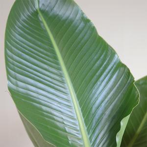 オーガスタ 大型 大鉢 10号 観葉植物 寒さ...の詳細画像1