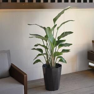 オーガスタ 大型 大鉢 10号 観葉植物 寒さ...の詳細画像4