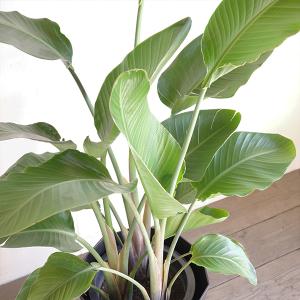オーガスタ 大型 大鉢 10号 観葉植物 寒さ...の詳細画像5