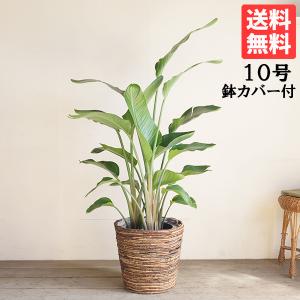 エバーフレッシュ ホワイトセラアート鉢植え 観葉植物 送料無料 大型