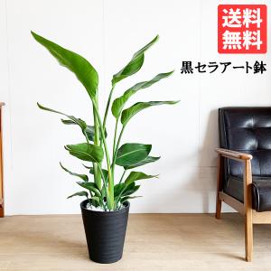 観葉植物 ストレリチア ノンリーフ 7号 スクエアホワイト陶器鉢