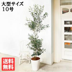おしゃれ 観葉植物：オリーブの木 ピクアル 8号*現品8 SOUJU 創