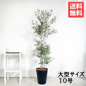 シェフレラ ホンコンカポック 斑入り 観葉植物 10号 大型 手編み