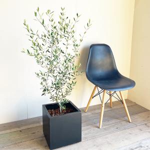 オリーブ オリーブの木 キューブブラック鉢植え...の詳細画像1
