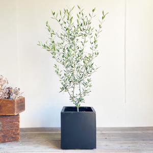 オリーブ オリーブの木 キューブブラック鉢植え...の詳細画像2