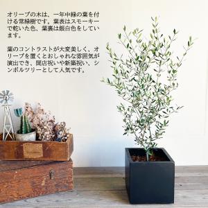 オリーブ オリーブの木 キューブブラック鉢植え...の詳細画像3