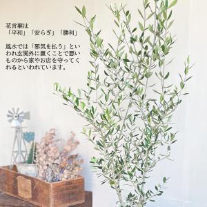 オリーブ オリーブの木 キューブブラック鉢植え...の詳細画像4