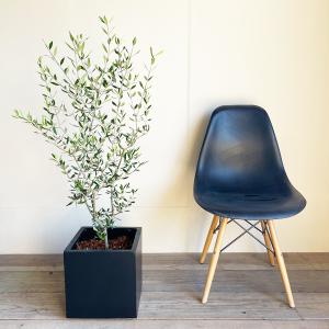オリーブ オリーブの木 キューブブラック鉢植え...の詳細画像5