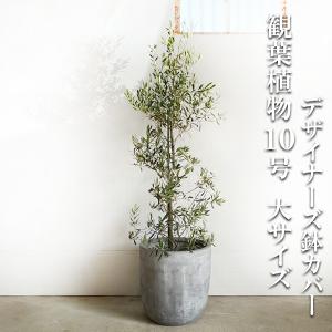 オリーブ オリーブの木 観葉植物 10号 大型 10号 キューブ型 高級鉢