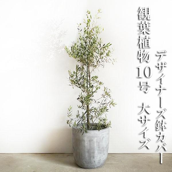 オリーブ オリーブの木 観葉植物 10号 大型 ラウンド型 高級鉢カバー付 アッシュグレー 鉢植え ...