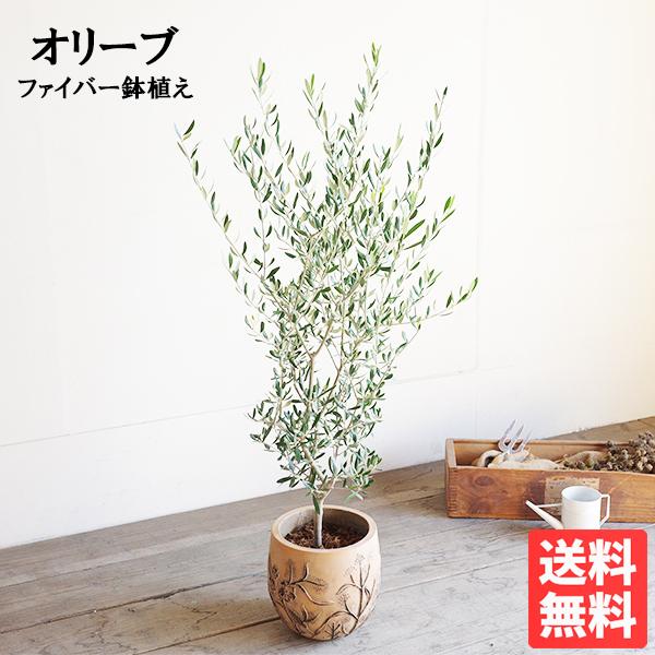 オリーブ ファイバー鉢植え アンティークフレンチ 送料無料 オリーブの木 観葉植物 鉢植え シンボル...