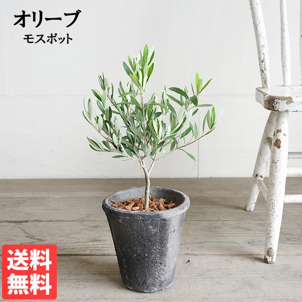 オリーブの木 モスポット テラコッタ鉢植え 送料無料 鉢植え 観葉植物 おしゃれ インテリア 小型 ...