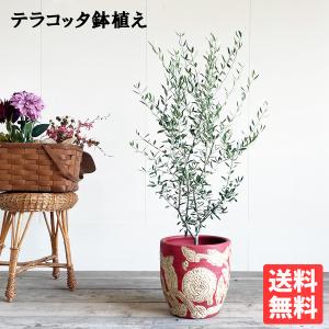 オリーブ 赤テラコッタ鉢植え 素焼き鉢 送料無料 オリーブの木 観葉植物 シンボルツリー 即日出荷｜pg869