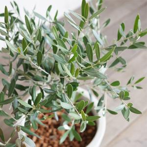 夫婦の木 結婚式 オリーブ オリーブの木 アイ...の詳細画像1