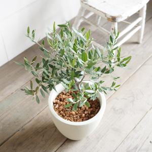 夫婦の木 結婚式 オリーブ オリーブの木 アイ...の詳細画像2