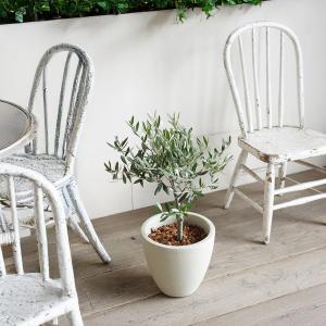 夫婦の木 結婚式 オリーブ オリーブの木 アイ...の詳細画像3