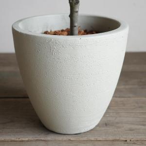 夫婦の木 結婚式 オリーブ オリーブの木 アイ...の詳細画像4