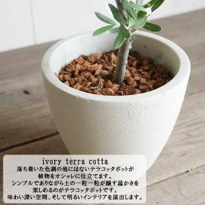 夫婦の木 結婚式 オリーブ オリーブの木 アイ...の詳細画像5