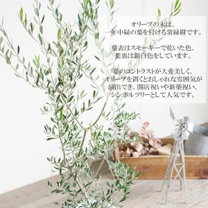 オリーブ ホワイトセラアート鉢 送料無料 オリ...の詳細画像3