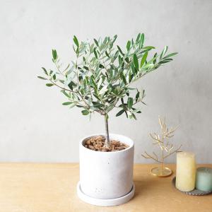 オリーブの木 アッシュグレー セメント鉢植え ...の詳細画像1
