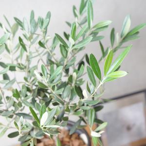 オリーブの木 アッシュグレー セメント鉢植え ...の詳細画像2