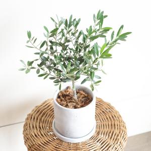 オリーブの木 アッシュグレー セメント鉢植え ...の詳細画像3
