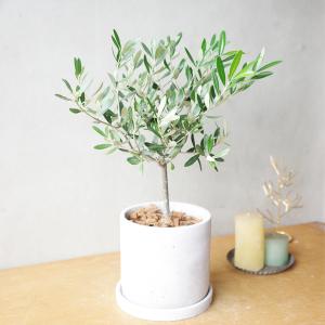 オリーブの木 アッシュグレー セメント鉢植え ...の詳細画像5