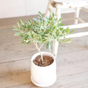 オリーブの木 ホワイト陶器鉢植え 送料無料 鉢...の詳細画像2
