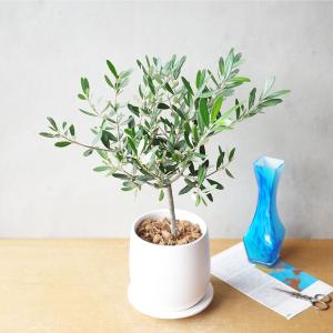 オリーブの木 ホワイト陶器鉢植え 送料無料 鉢...の詳細画像1