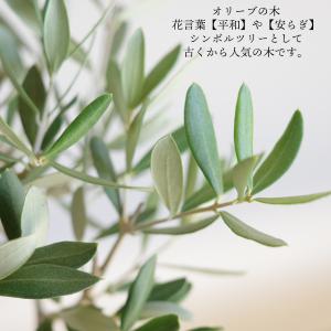 オリーブの木 ホワイト陶器鉢植え 送料無料 鉢...の詳細画像3