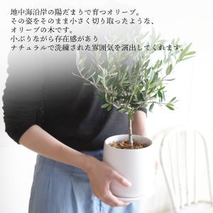 オリーブの木 ホワイト陶器鉢植え 送料無料 鉢...の詳細画像5