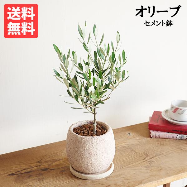 オリーブの木 ピンクベージュ セメント鉢植え 送料無料 鉢植え 観葉植物 おしゃれ インテリア 中型...
