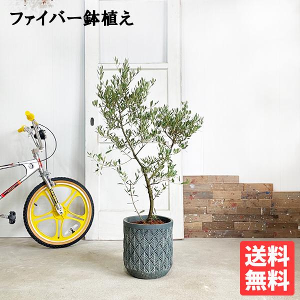 オリーブ ファイバーセメント鉢植え ブルーブラック 送料無料 オリーブの木 観葉植物 鉢植え シンボ...