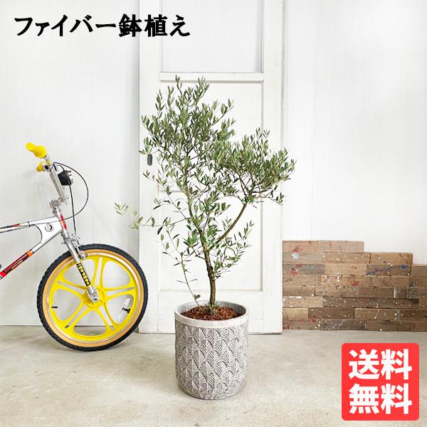 オリーブ ファイバーセメント鉢植え シルバーグレー 送料無料 オリーブの木 観葉植物 鉢植え シンボ...